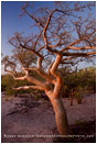 Elephant Tree Stock Image, Baja, Mexico