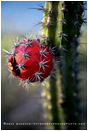 Cactus Fruit Stock Image, Baja, Mexico