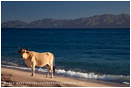 Cow On The Beach Stock Image, Baja, Mexico