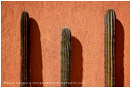Cactus And Orange Wall Stock Image, Baja, Mexico