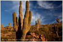 Baja Desert 3 Stock Image, Baja, Mexico