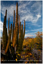 Baja Desert 4 Stock Image, Baja, Mexico