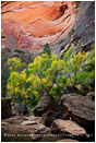 Virgin River Narrows 3 Stock Image, Zion National Park