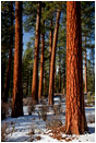 Ponderosa Pine 4 Stock Image, Oregon