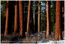 Ponderosa Pine 5 Stock Image, Oregon