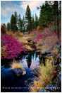 Jenny Creek In Fall Stock Image, Oregon