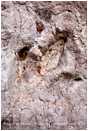 Dinosaur Tracks 1 Stock Image, Utah
