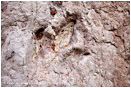 Dinosaur Tracks 2 Stock Image, Utah