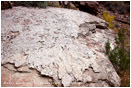 Dinosaur Tracks 3 Stock Image, Utah