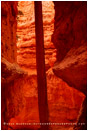 Wall Street 1 Stock Image, Bryce Canyon, Utah