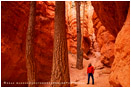 Wall Street 2 Stock Image, Bryce Canyon, Utah
