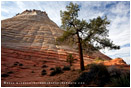 Checkerboard Mesa 3 Stock Image, Zion National Park