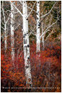 Great Basin Forest Stock Image, Nevada