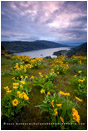 Columbia Wildflowers 3 Stock Image, Oregon