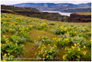 Columbia Wildflowers 4 Stock Image, Oregon