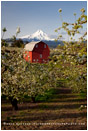 Hood River Valley Barn 1 Stock Image, Oregon