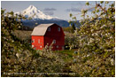 Hood River Valley Barn 3 Stock Image, Oregon