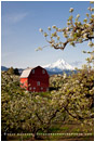 Hood River Valley Barn 4 Stock Image, Oregon