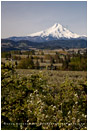 Hood River Valley Farmland 2 Stock Image, Oregon