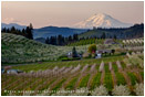 Hood River Valley Farmland 3 Stock Image, Oregon