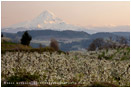 Hood River Valley Farmland 5 Stock Image, Oregon