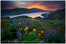 Columbia Wildflowers 2 Stock Image, Columbia River, Oregon