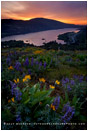 Columbia Wildflowers 1 Stock Image, Columbia River, Oregon