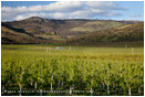 Pear Orchard 11 Stock Image, Rogue Valley, Oregon