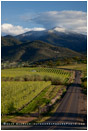 Pear Orchard 12 Stock Image, Rogue Valley, Oregon