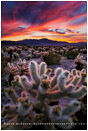 Desert Symphony Stock Image, Joshua Tree, California