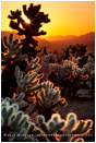 Cholla Sunrise Stock Image, Joshua Tree, California