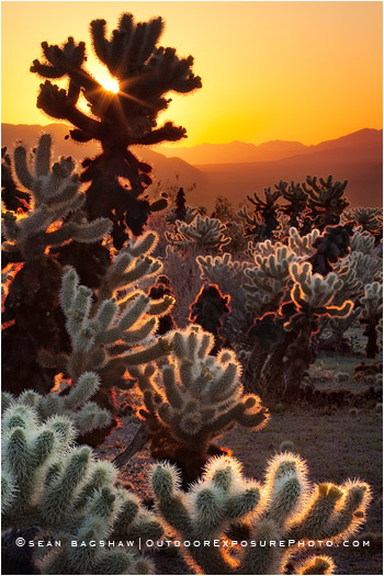 Cholla Sunrise Print, Joshua Tree, California