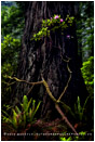 Living In Shadow Stock Image, Redwood National Park, California