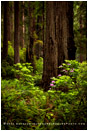 Deep Wood Stock Image, Redwood National Park, California