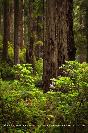 Deep Wood Print, Redwood National Park, California