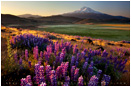 Search For Spring Stock Image, Mt. Shasta, California