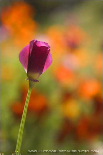 Royalty Free Stock Photo: Poppy Bud