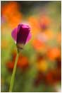 Royalty Free Stock Photo: Poppy Bud