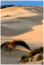 Royalty Free Stock Photo: Oregon Dunes III