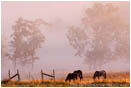 Rights Managed Stock Photo: Morning Graze