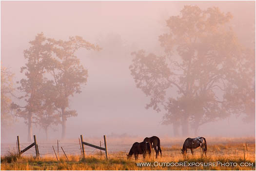 Print: Morning Graze