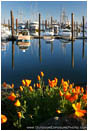 Royalty Free Stock Photo: Harbor Poppies