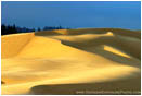 Oregon Dunes VI Print Oregon Coast