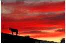 Palouse Sunset I Stock Image Washington