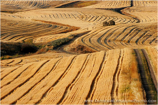 Print: After The Harvest II