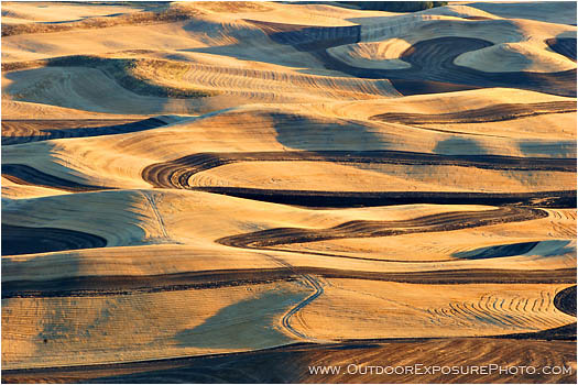 Rights Managed Stock Photo: Palouse Crop Pattern II
