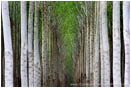 Royalty Free Stock Photo: Poplar Farm I