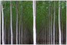 Rights Managed Stock Photo: Poplar Farm II