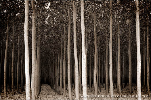 Rights Managed Stock Photo: Poplar Farm III