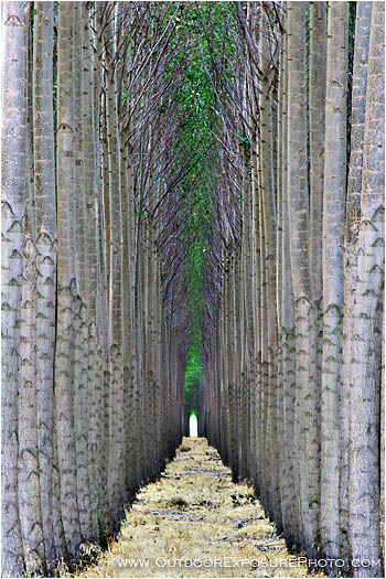Rights Managed Stock Photo: Poplar Farm IV